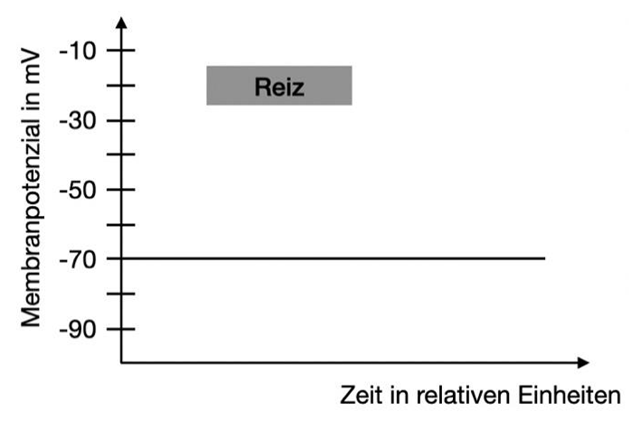 Diagramm: Membranpotenzial in mV gegen Zeit; Ruhepotenzial −70 mV, grauer Balken mit Beschriftung "Reiz" oberhalb.